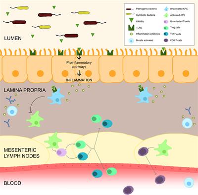 Human Microbiota and Immunotherapy in Breast Cancer - A Review of Recent Developments